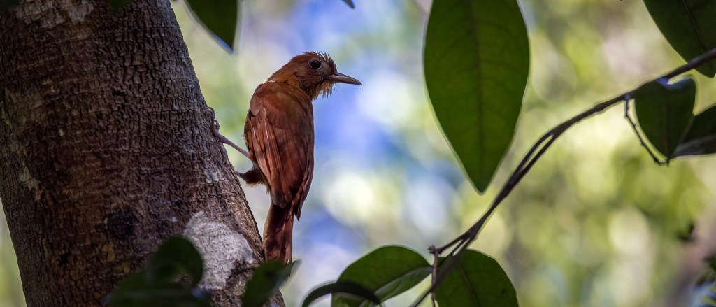 YUCATAN BIRD WALLPAPERS #17 – Ruddy&nbsp;Woodcreeper