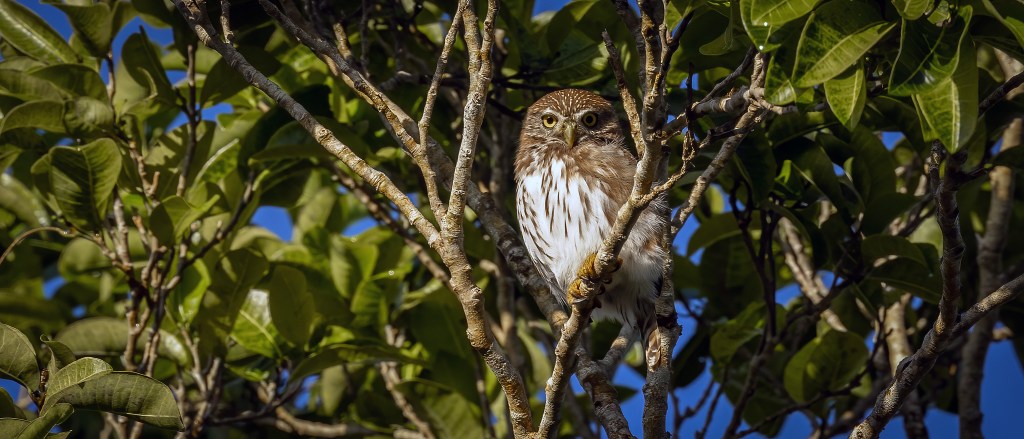 YUCATAN BIRD WALLPAPERS #3 – Ferruginous&nbsp;Pygmy-Owl