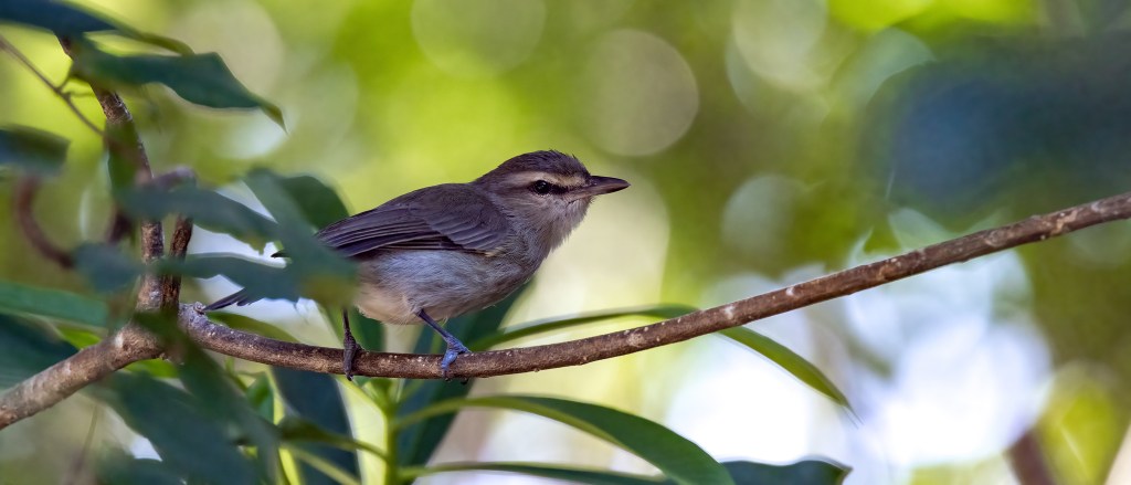 YUCATAN BIRD WALLPAPERS #36 – Yucatan&nbsp;Vireo