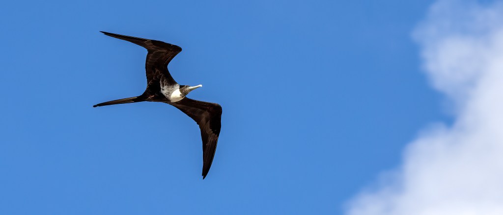 YUCATAN BIRD WALLPAPERS #34 – Magnificent&nbsp;Frigatebird