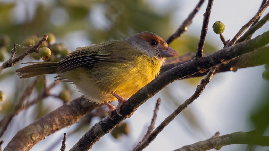 YUCATAN BIRD WALLPAPERS #49 – Rufous-browed&nbsp;Peppershrike