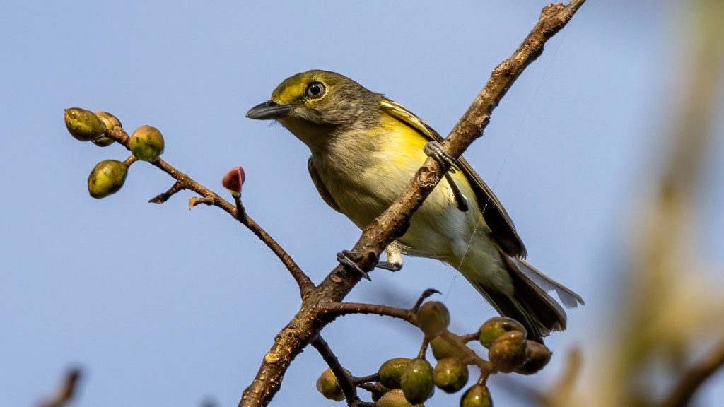 YUCATAN BIRD WALLPAPERS #50 – Mangrove&nbsp;Vireo