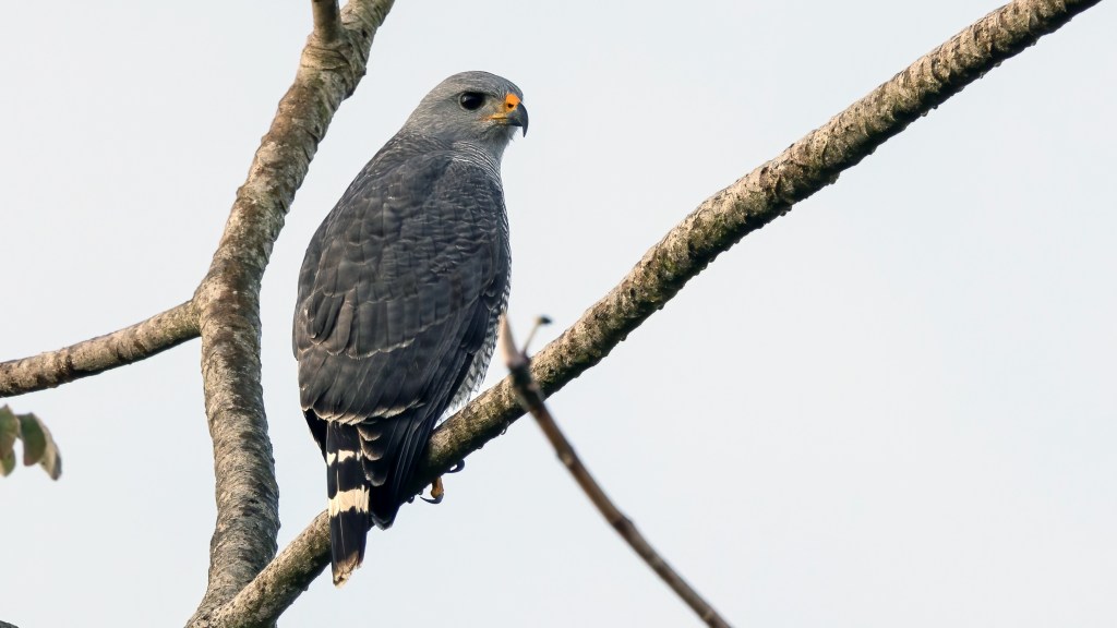 YUCATAN BIRD WALLPAPERS #51 – Gray&nbsp;Hawk