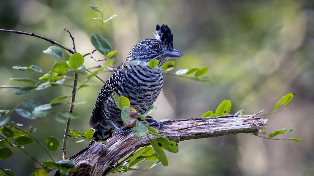 YUCATAN BIRD WALLPAPERS #54 – Barred&nbsp;Antshrike