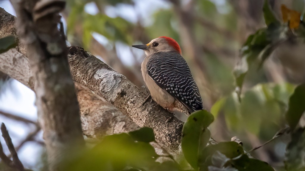 YUCATAN BIRD WALLPAPERS #48 – Yucatán Woodpecker