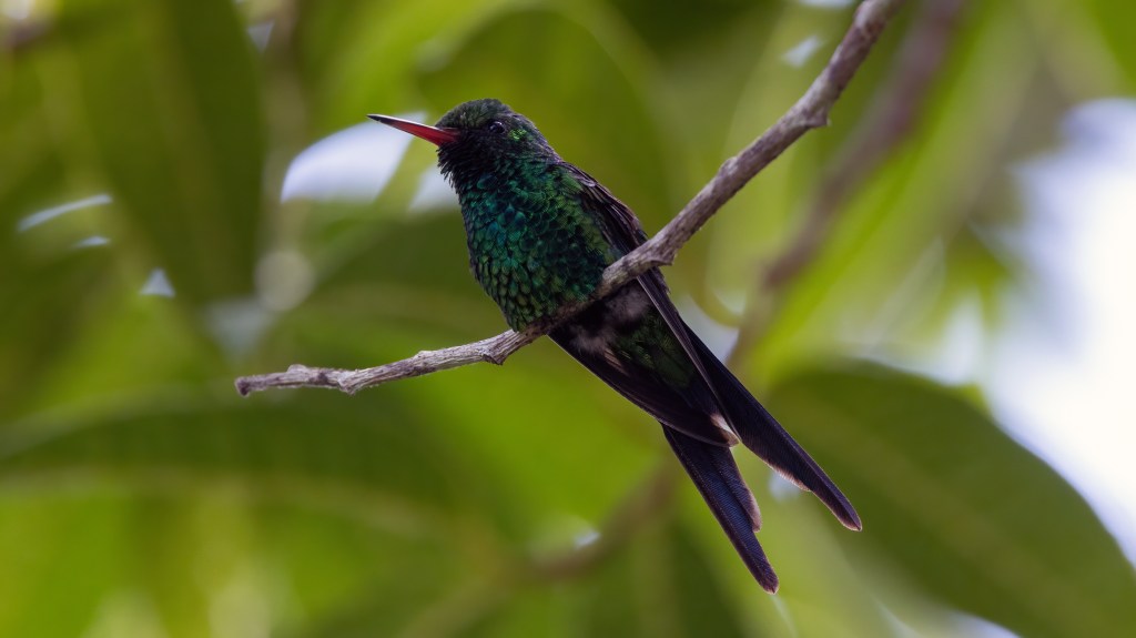 YUCATAN BIRD WALLPAPERS #42 – Cozumel&nbsp;Emerald
