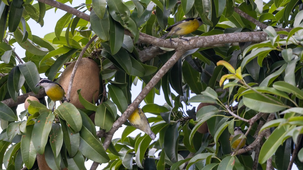 YUCATAN BIRD WALLPAPERS #43 – Bananaquits