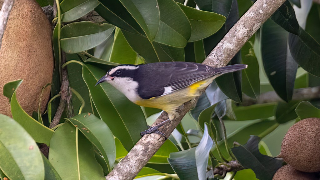 YUCATAN BIRD WALLPAPERS #44 – Bananaquit