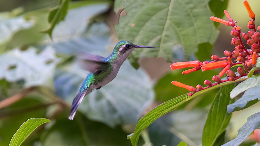 YUCATAN BIRD WALLPAPERS #41 -Cozumel Emerald&nbsp;(Female)