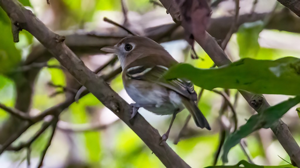 YUCATAN BIRD WALLPAPERS #46 – Cozumel Vireo
