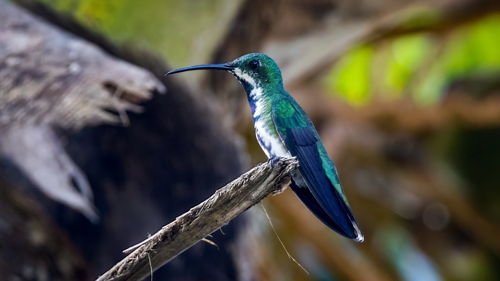 YUCATAN BIRD WALLPAPERS #45 – Green-breasted Mango