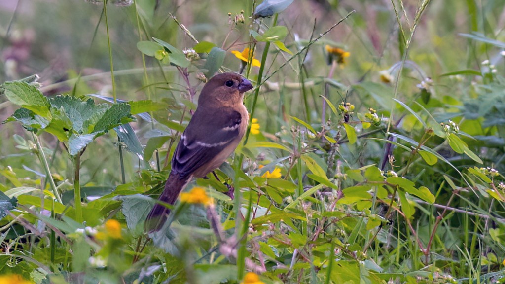 YUCATAN BIRD WALLPAPERS #38 – Morelet’s&nbsp;Seedeater