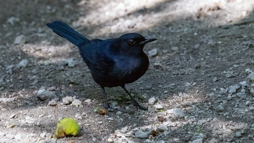 YUCATAN BIRD WALLPAPERS #47 – Black Catbird