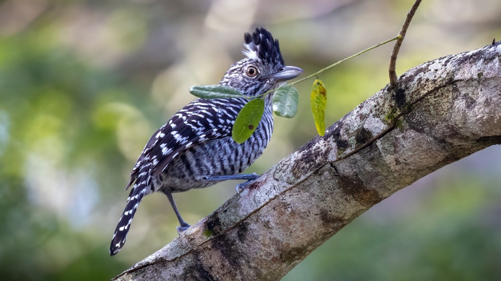 YUCATAN BIRD WALLPAPERS #53 – Barred&nbsp;Antshrike