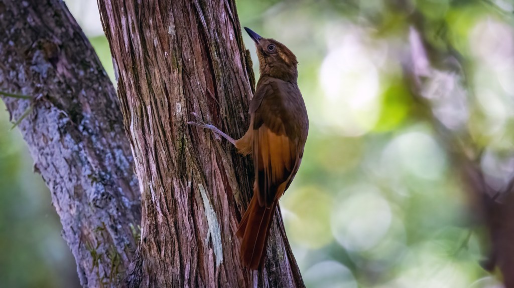 Tawny-winged Woodcreeper