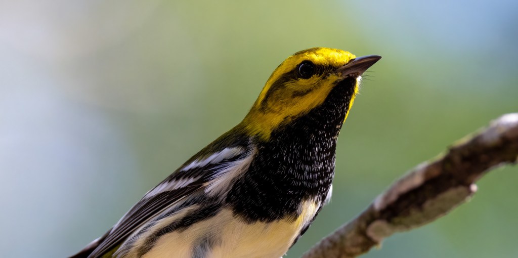 Black-throated Green Warbler