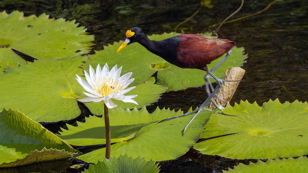 Northern Jacana
