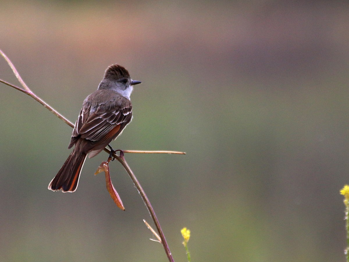 Fanciful Flycatchers