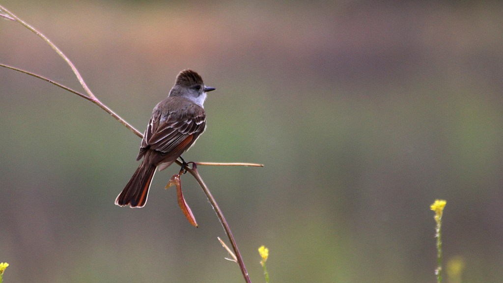 Fanciful Flycatchers