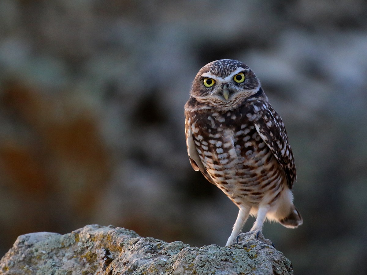 Burrowing Owl