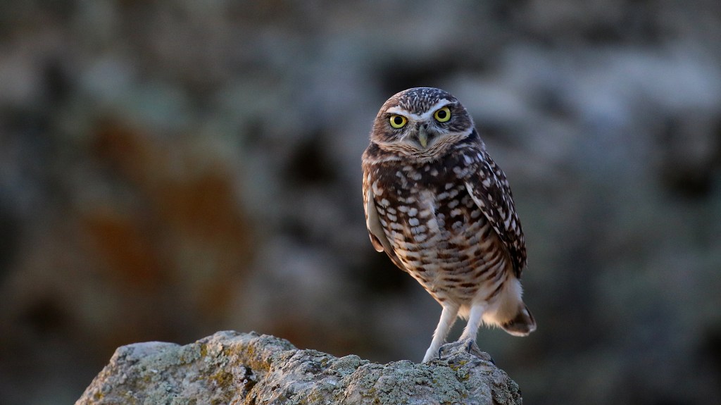 Burrowing Owl