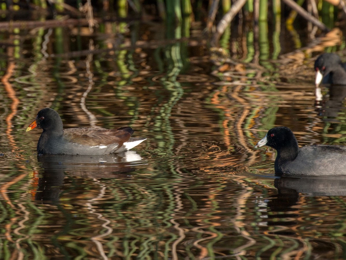 Coots and Gallinules