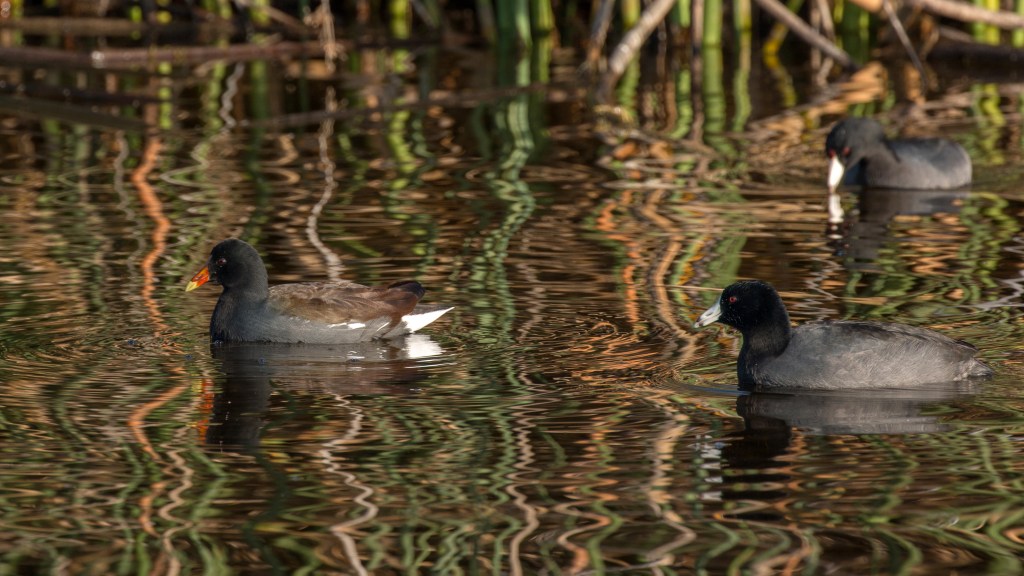 Coots and Gallinules