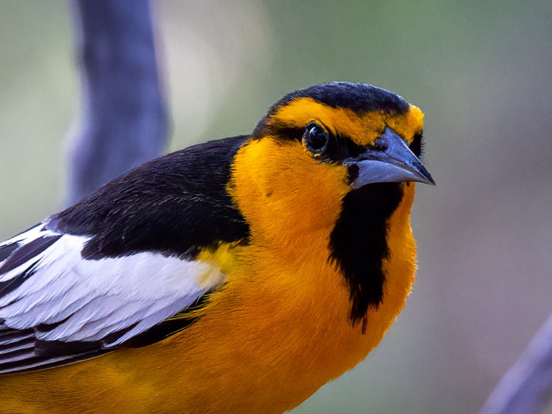 Colorful Valley Spring&nbsp;Migrants