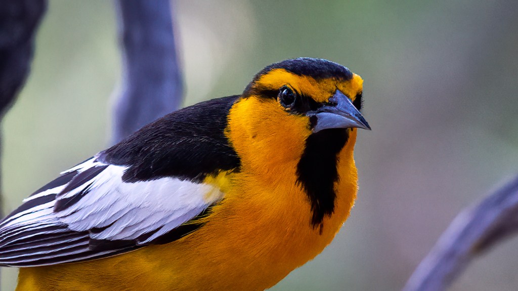 Colorful Valley Spring&nbsp;Migrants