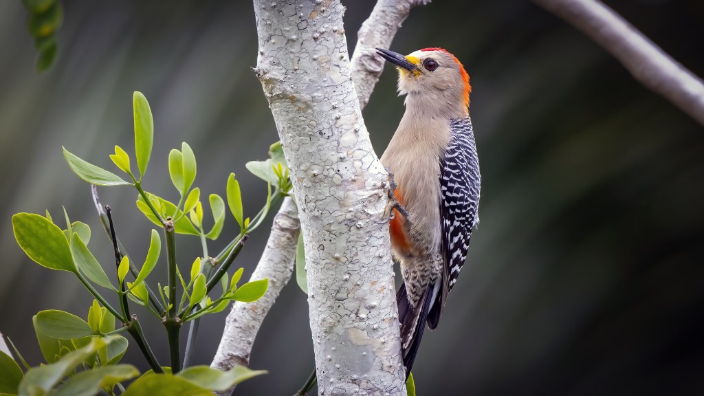 Yucatan Woodpecker