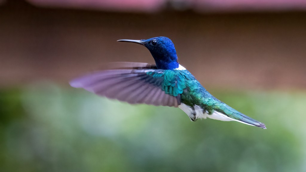 White-necked Jacobin