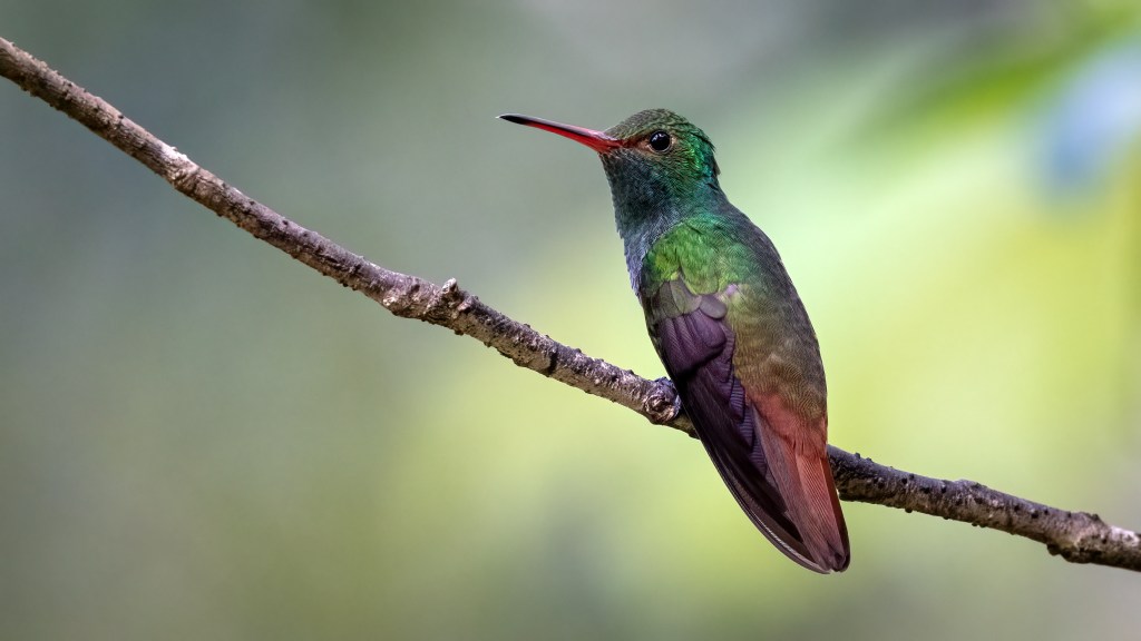 Rufous-tailed Hummingbird
