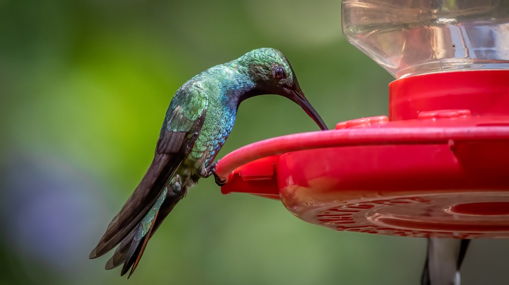 Green-breasted Mango