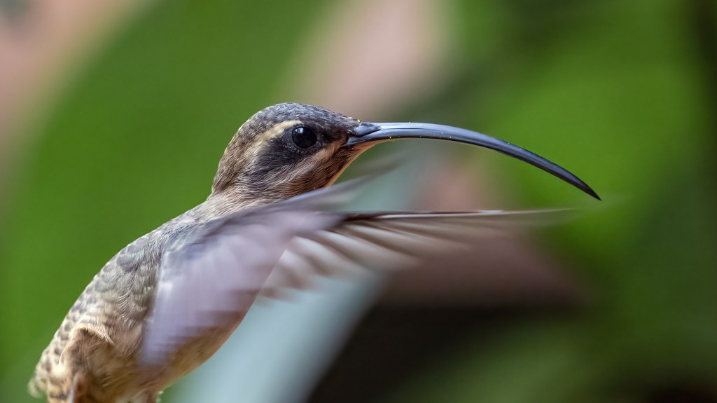 Long-billed Hermit