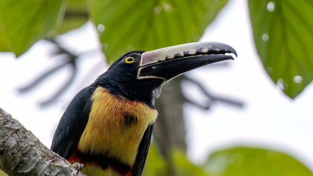Collared Aracari