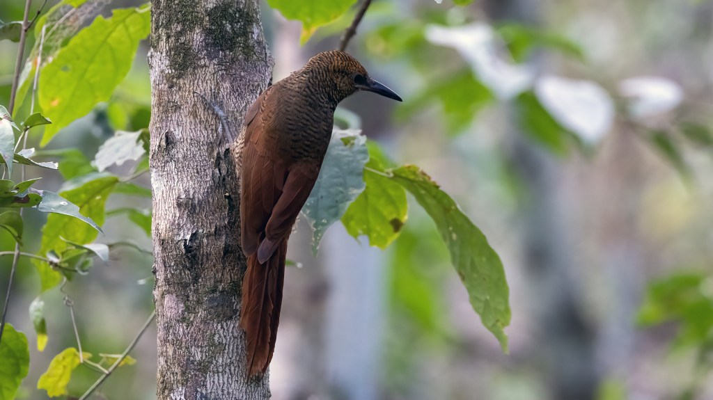 Northern Barred-Woodcreeper