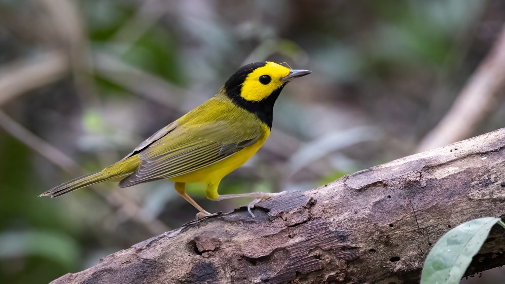 Hooded Warbler