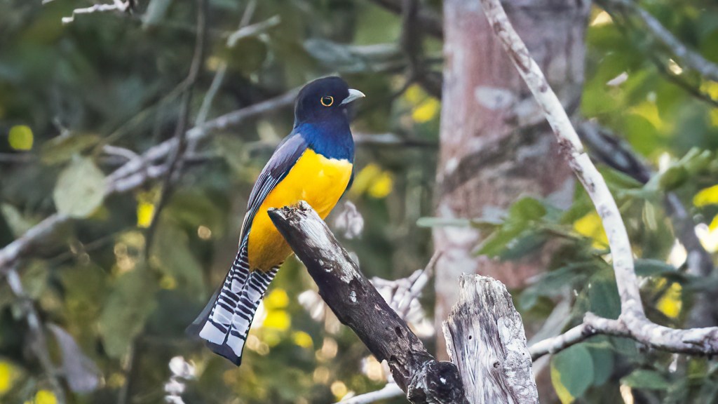 Gartered Trogon
