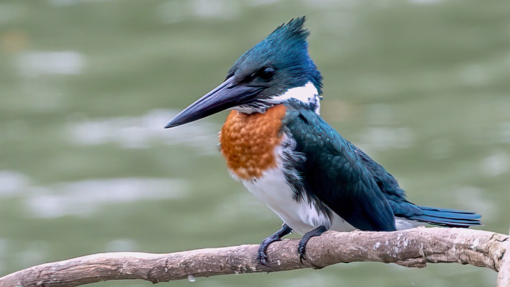 Amazon Kingfisher