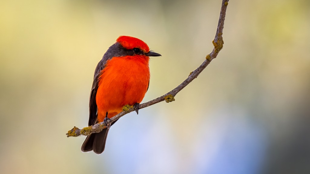 Vermilion Flycatcher