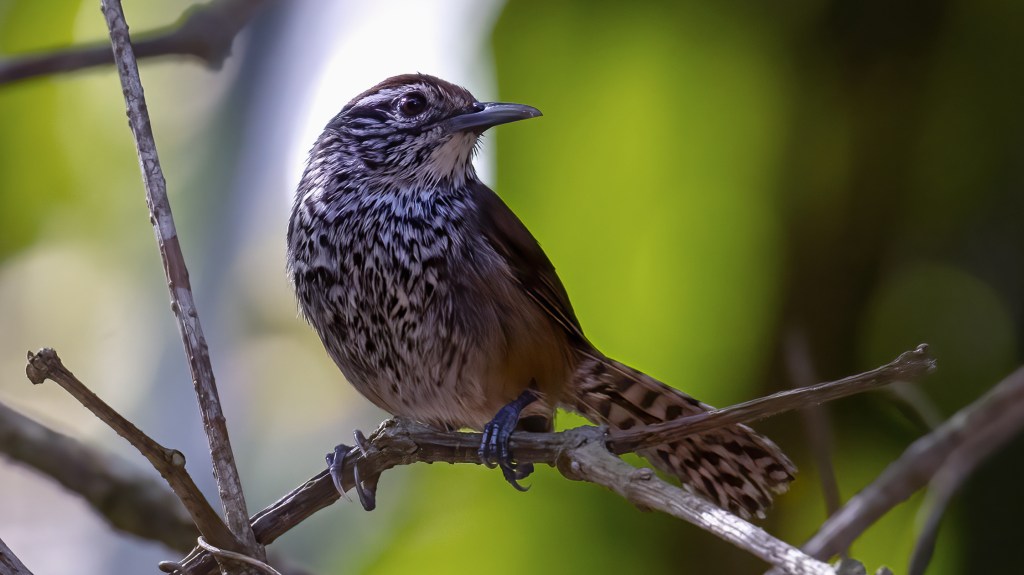Spot-breasted Wren