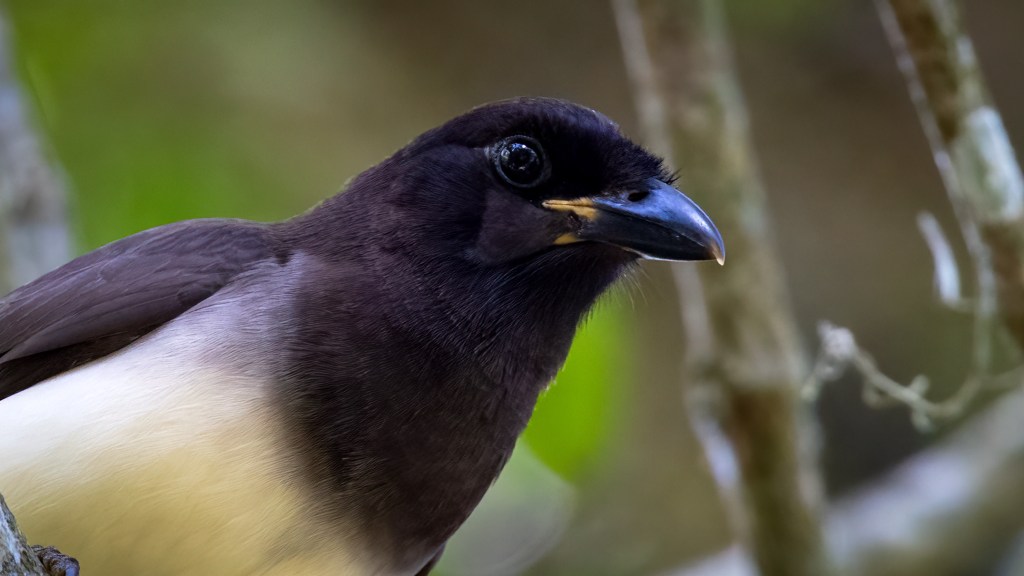 Brown Jay