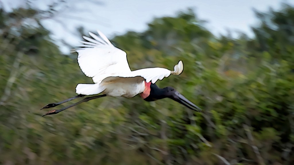 Jabiru