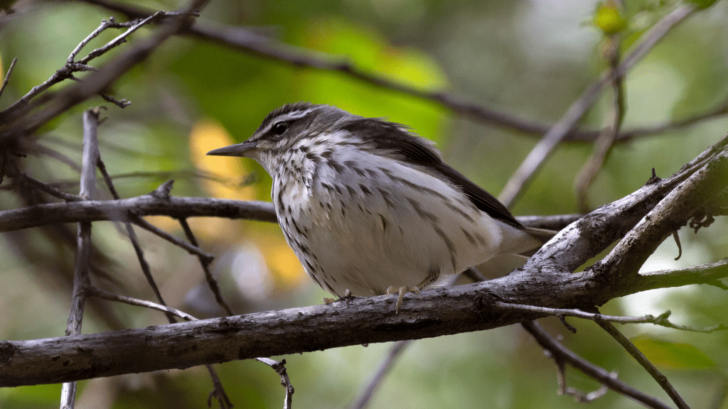 Louisiana Waterthrush