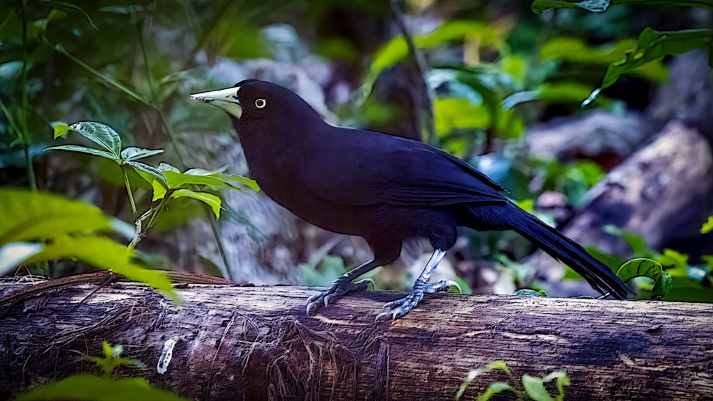 Yellow-billed Cacique