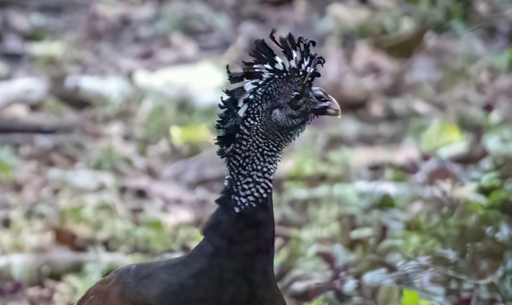 Great Curassow