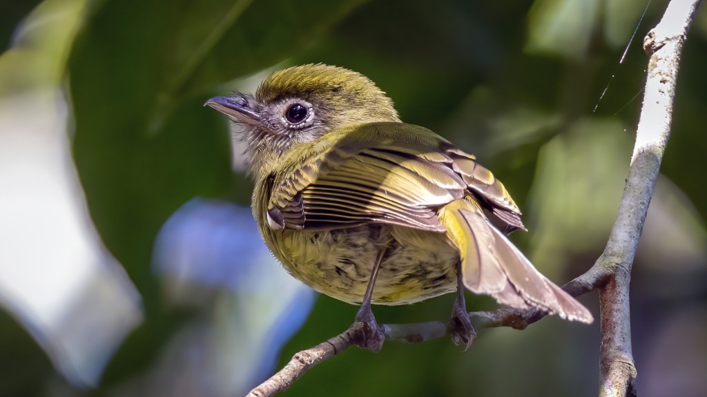 Eye-ringed Flatbill