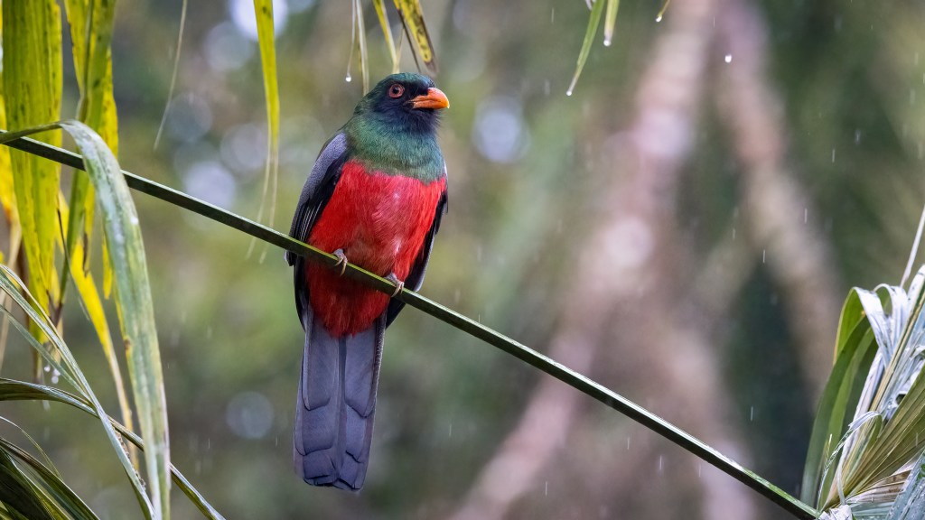 Slaty-tailed Trogon