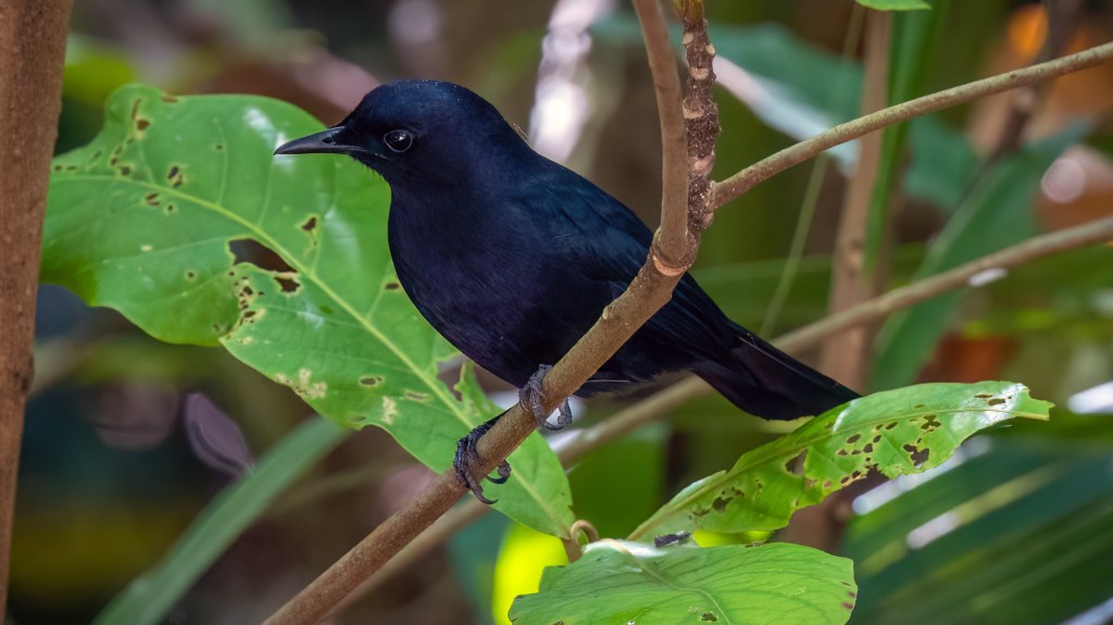 Black Catbird