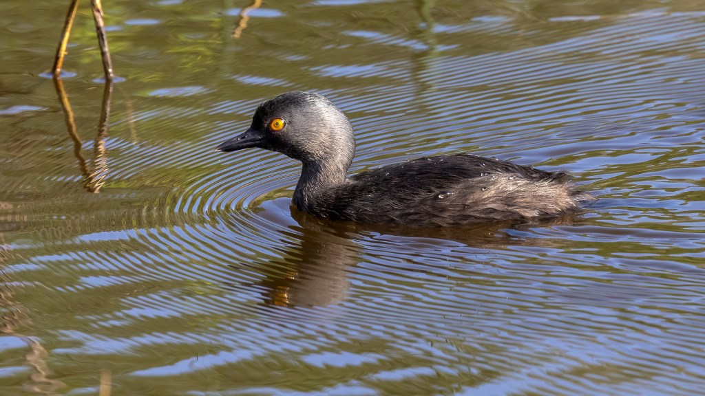 Least Grebe